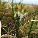 Carex aquatilis. Yellow head.
